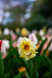 IMG_1365