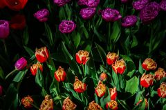 IMG_1436