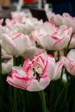 IMG_1468
