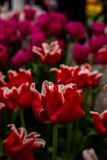 IMG_1481