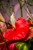 IMG_1568