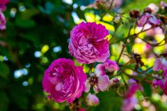 IMG_2716