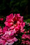 IMG_2718