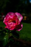 IMG_2720