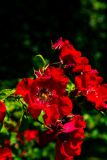 IMG_2724