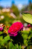 IMG_2740