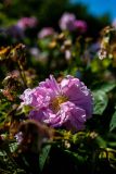 IMG_2741